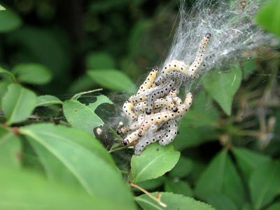 web幼虫