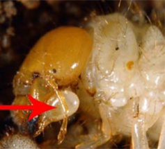 球根叶柄的脸颊亚洲花园甲虫幼虫。