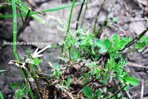 紫花苜蓿象鼻虫