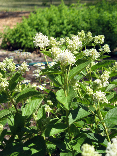 新泽西茶花