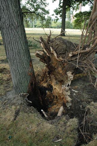 倒下的树被种植过于接近另一个树。