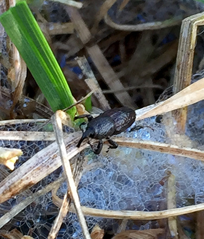 蓝草billbug成年人。