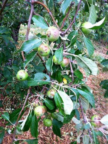 雹灾苹果果茎和叶。