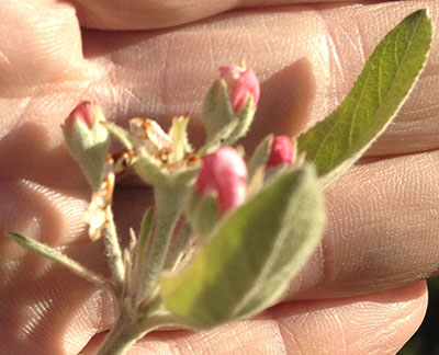 秋天苹果开花积极生长点