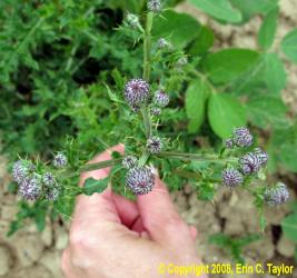 Canada-thistle-flower-buds-Erin-Taylor