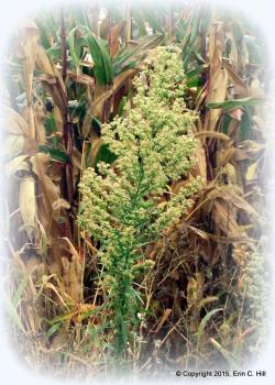 Mature-marestail-plant