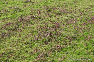 Purple-deadnettle-April-22-2009-006